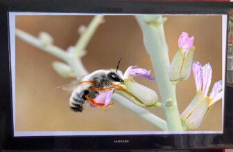 What happened to plasma TVs? Can you still buy one?